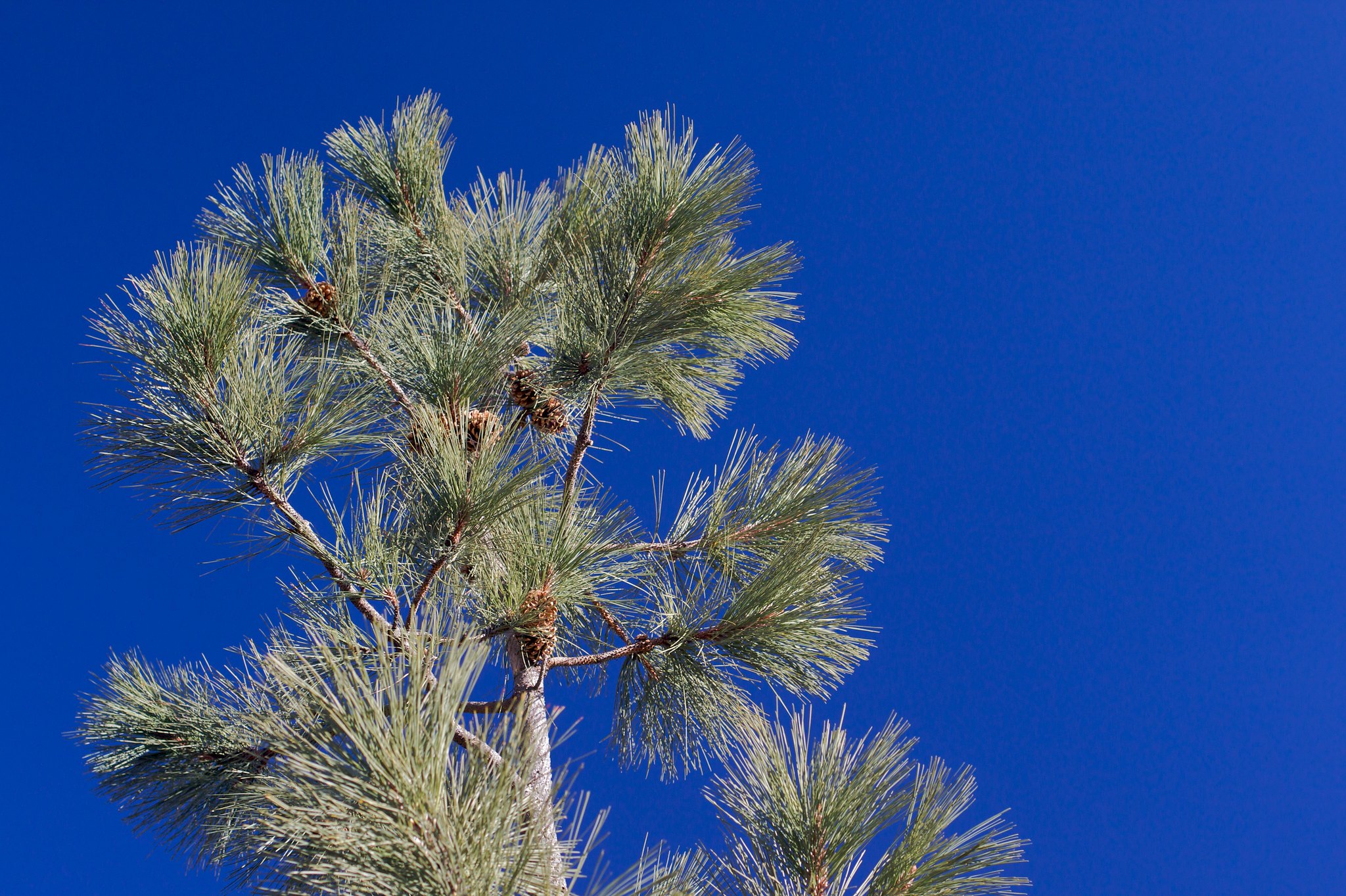 Coniferious tree against the blue Arizona sky